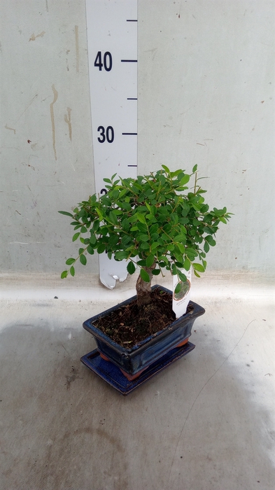 <h4>Bonsai   ...mix</h4>
