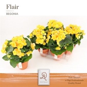 Begonia Nadine P14 Dolc'Amore® Terracotta Keramiek