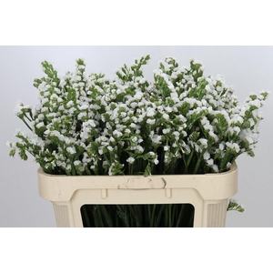 Limonium Sinuatum Glacier White