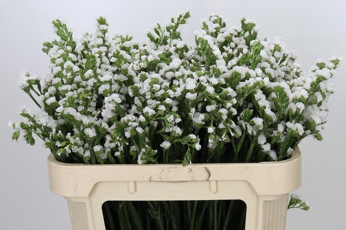 <h4>Limonium Sinuatum Glacier White</h4>