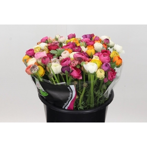 Ranunculus Elegance Rainbow