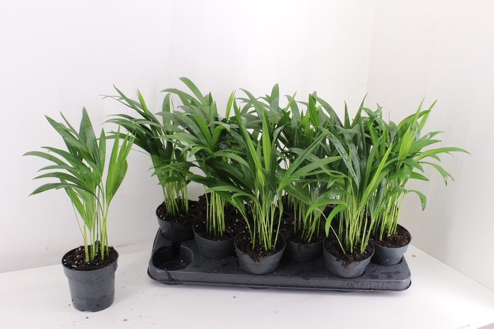 <h4>DYPSIS LUTESCENS</h4>