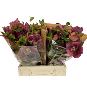HELLEBORUS QUEENS RED