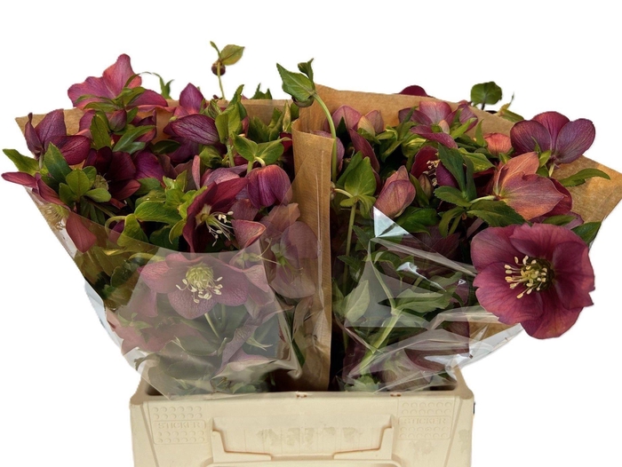 <h4>HELLEBORUS QUEENS RED</h4>