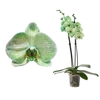 Phal I Am Green 2T14+