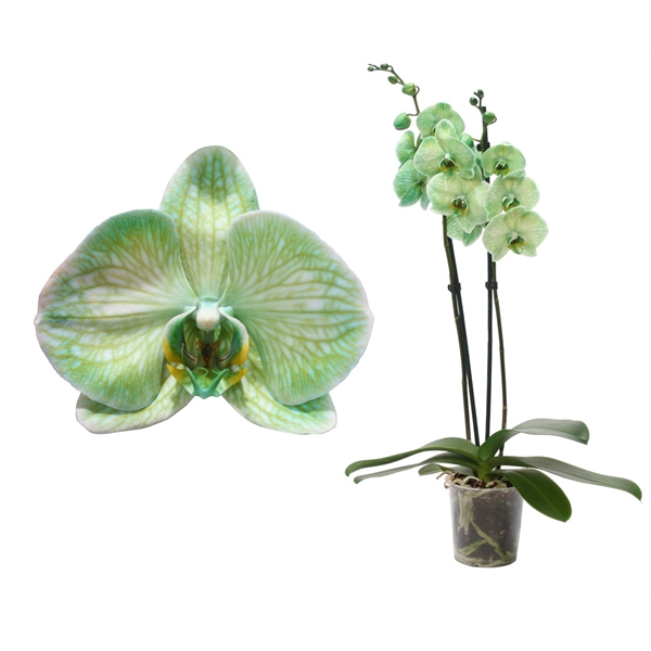 Phal I Am Green 2T14+