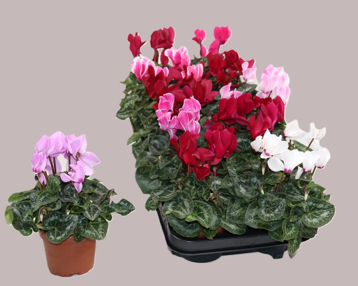 <h4>Cycl Kl Sup Carino</h4>