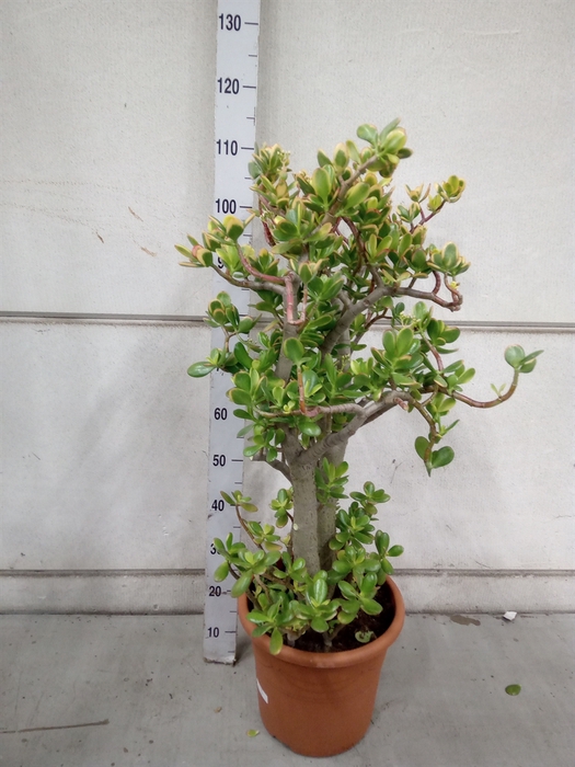 <h4>Crassula ovata 'Sunset'</h4>