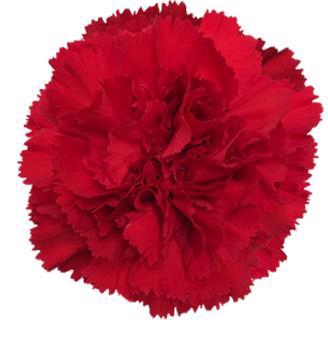 <h4>Di St Don Pedro</h4>