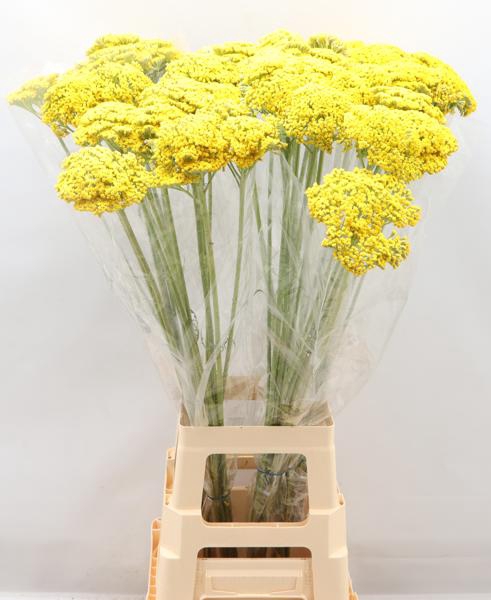 <h4>Achillea F Park Variety Naor</h4>