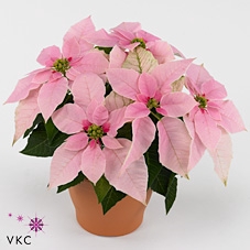 Euphorbia Princettia vertakt Pink