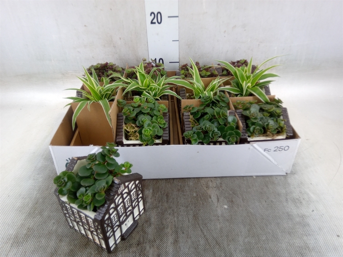 <h4>Planten  ..in schaal L%</h4>