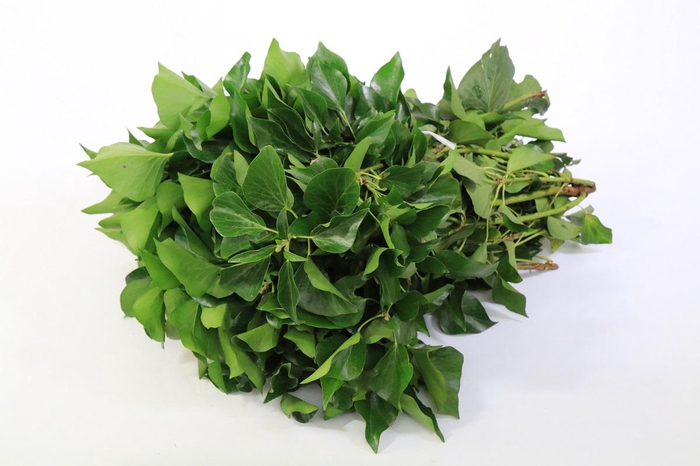 Hedera Bundle