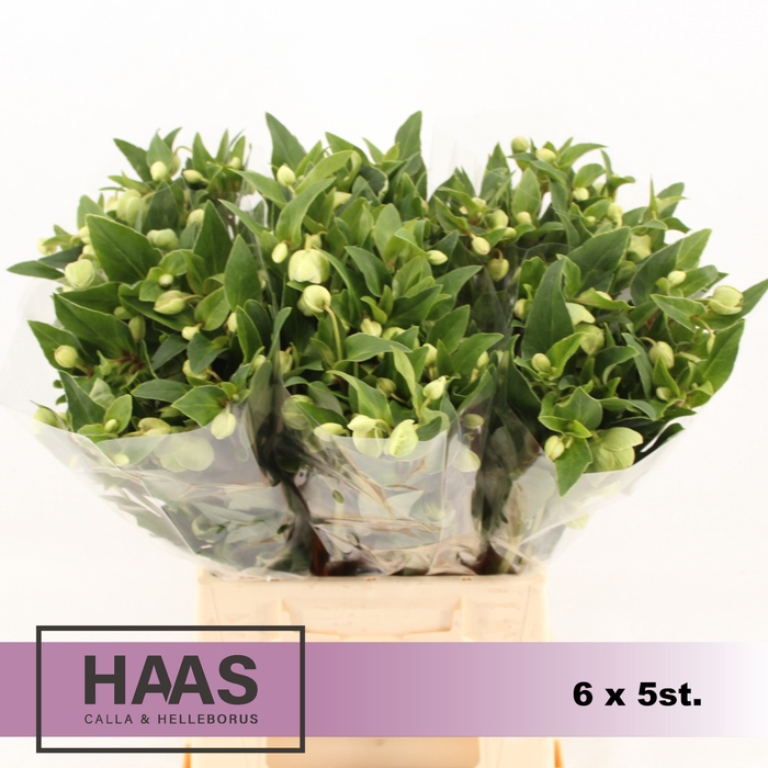 <h4>HELLEB MAGNIF BELLS 6 X 5st.</h4>