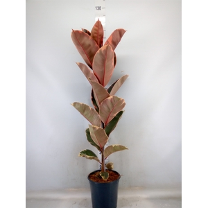 Ficus elastica 'Belize'