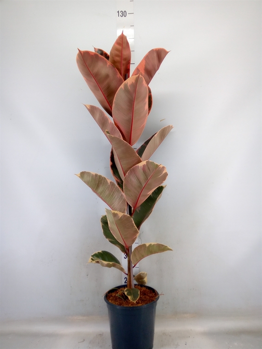 <h4>Ficus elastica 'Belize'</h4>