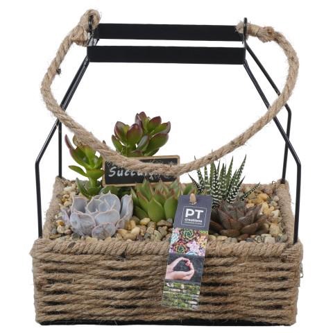<h4>PTSU8499 Arrangement Succulenten in rechthoekige touwmand met metaal</h4>
