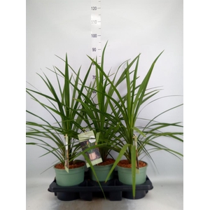 Cordyline indivisa 'Peko'