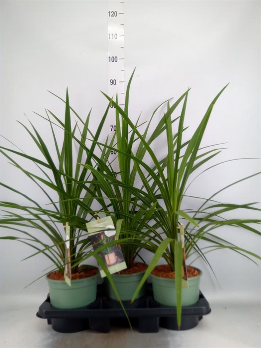 <h4>Cordyline indivisa 'Peko'</h4>
