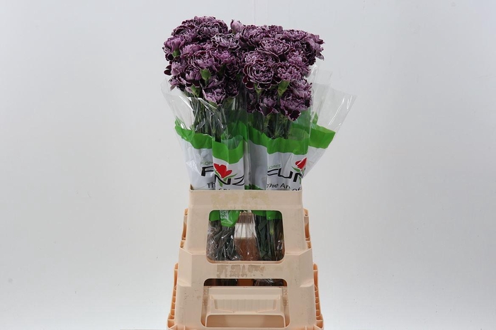 <h4>Dianthus ST 'Minerva'</h4>