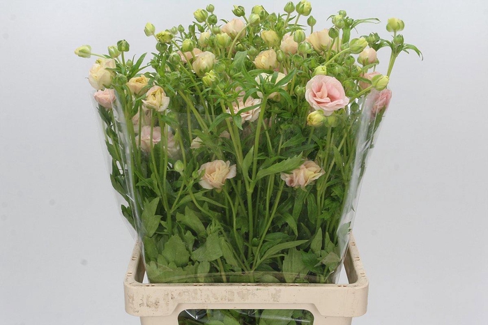 <h4>RAN CO MAG MASCARPON</h4>