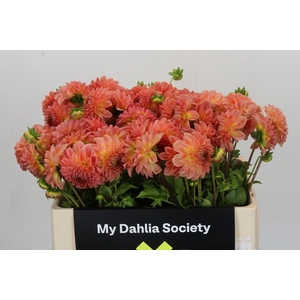 Dahlia Hillcrest Suffusion