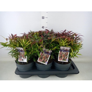 Leucothoe keiskei 'Burning Love'