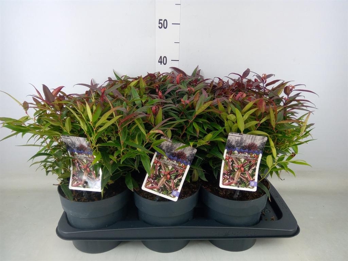 <h4>Leucothoe keiskei 'Burning Love'</h4>