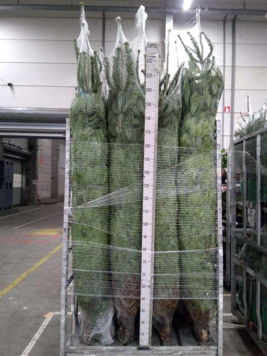 <h4>Abies nordman.</h4>