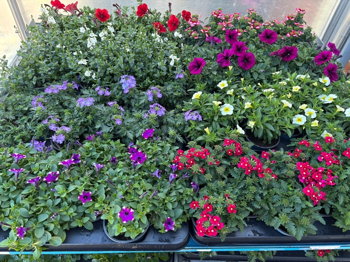 <h4>PERKPL MIXK</h4>