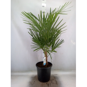 Trachycarpus fortunei