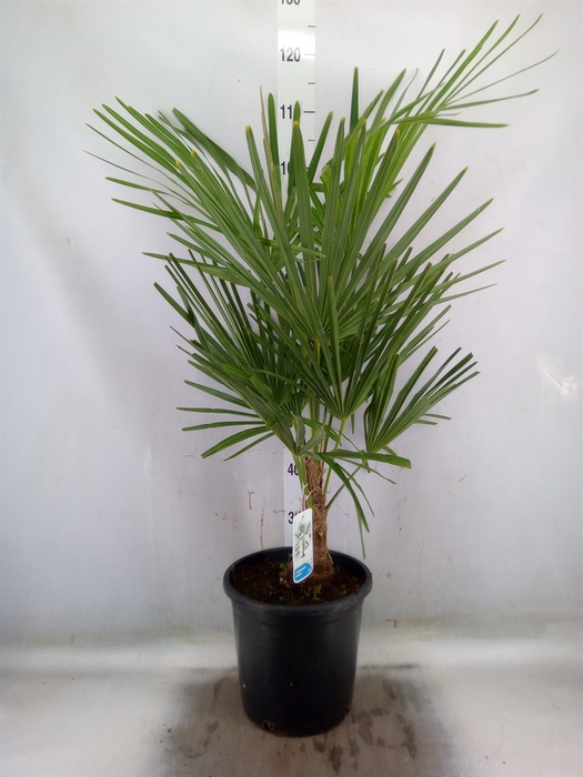 <h4>Trachycarpus fortunei</h4>