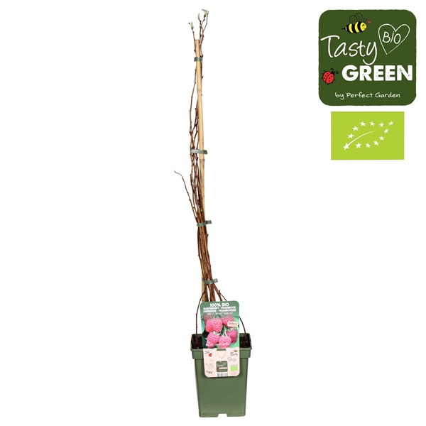 <h4>Rubus idaeus Twotimer® 'Sugana Red'® Bio P23</h4>