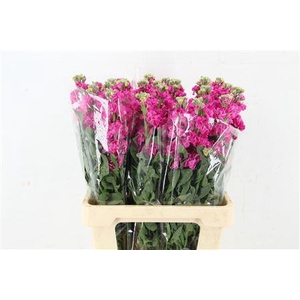 MATTHIOLA IRON HOT PINK 45