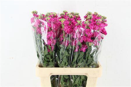 <h4>MATTHIOLA IRON HOT PINK 45</h4>