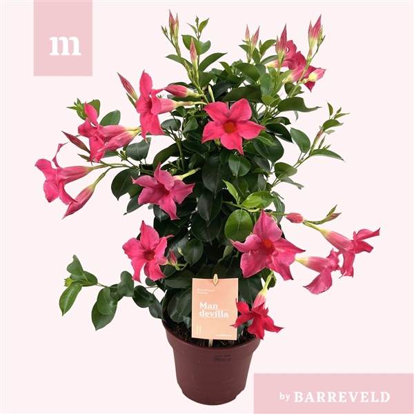 <h4>Mandevilla 'Zomerville' piramide roze</h4>