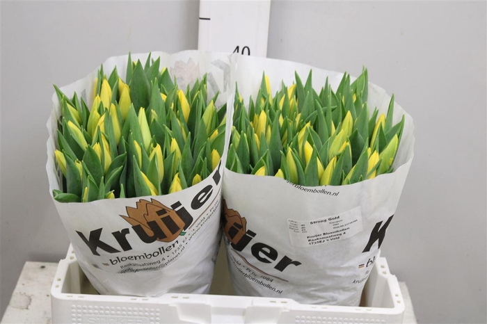 <h4>Tu En Strong Gold</h4>