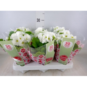 Primula obcon. 'Touch Me White'