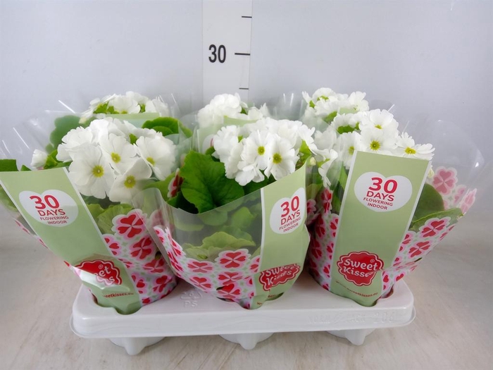 <h4>Primula obcon. 'Touch Me White'</h4>