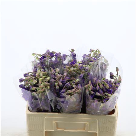 <h4>Delphinium Enkel Deldonna Purple</h4>