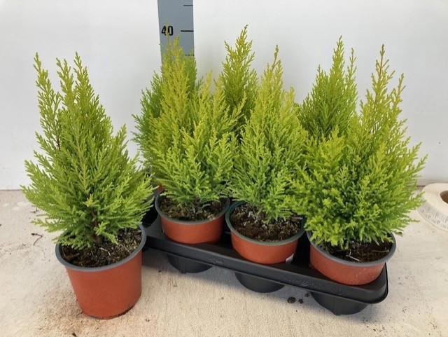 <h4>CUPR MA GOLDC WILMA</h4>