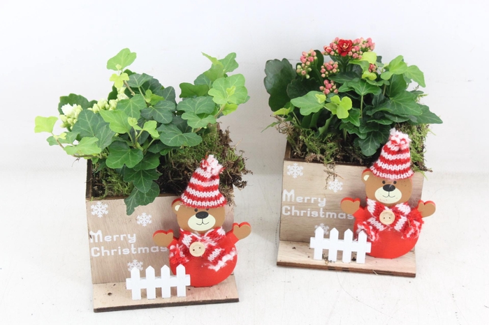 <h4>arr2 TD - Hout kist 4kant beertje</h4>