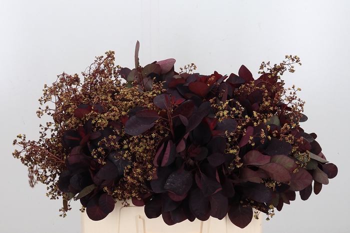 <h4>Cotinus Blad</h4>