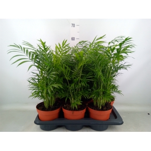 Chamaedorea elegans