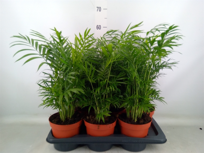 <h4>Chamaedorea elegans</h4>