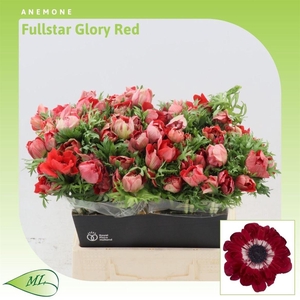 Anemone Fullstar Glory Red