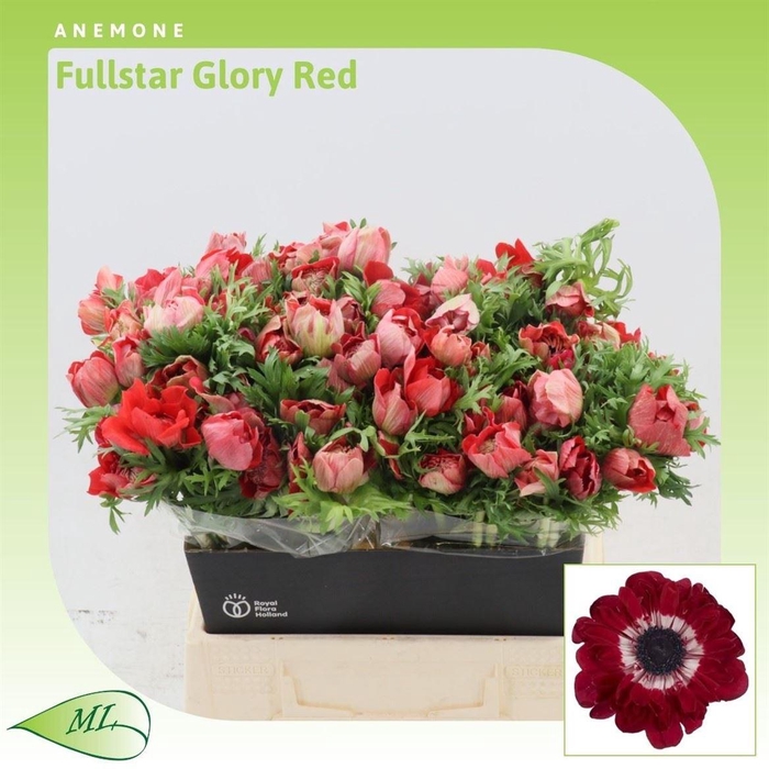 <h4>Anemone Fullstar Glory Red</h4>