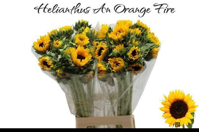 <h4>HELI ORANGE FIRE</h4>