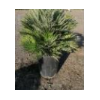 Chamaerops humilis