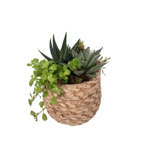 Arr.   Kamerplant Groen L%